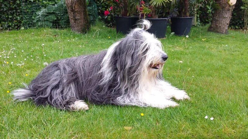 Bearded Collie Size