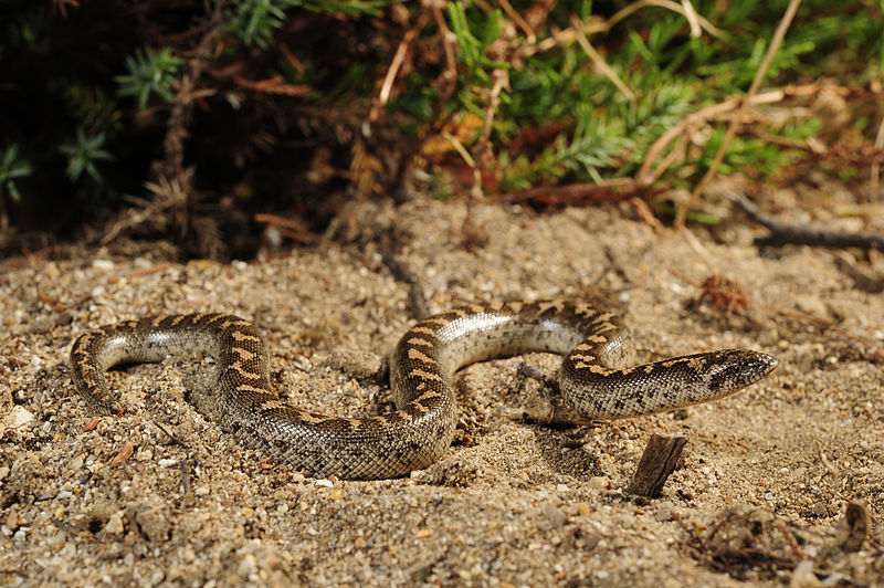 File:Benny Trapp Westliche Sandboa Eryx jaculus.jpg