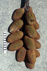 Infructescence