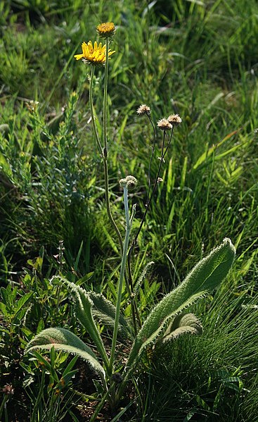 File:Berkheya setifera 3.jpg