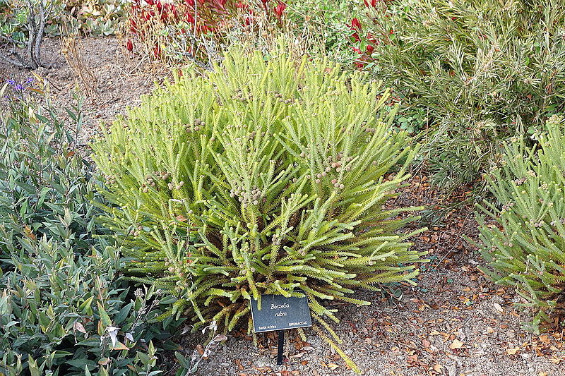 File:Berzelia rubra - Mendocino Coast Botanical Gardens - DSC02257.JPG