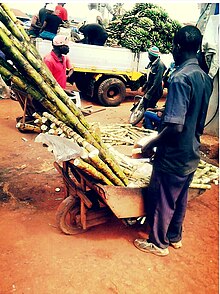 A Ugandan man selling sugarcanes Bikajjo bya Gowa.jpg