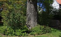 naturdenkmal Linde am schlößchen