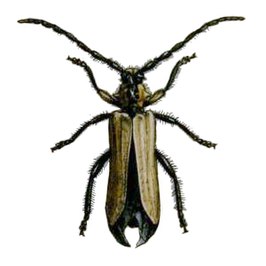 Bimia bicolor