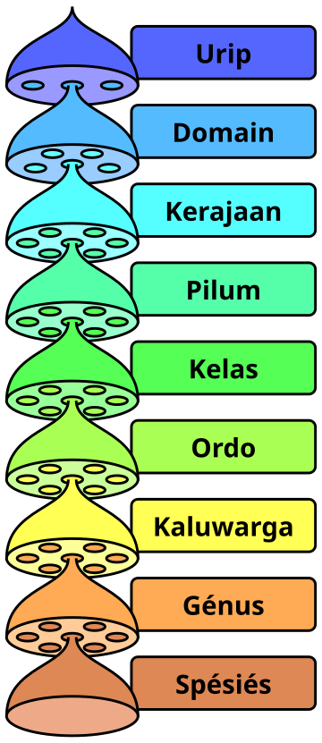 File:Biological classification L Pengo vflip ban.svg