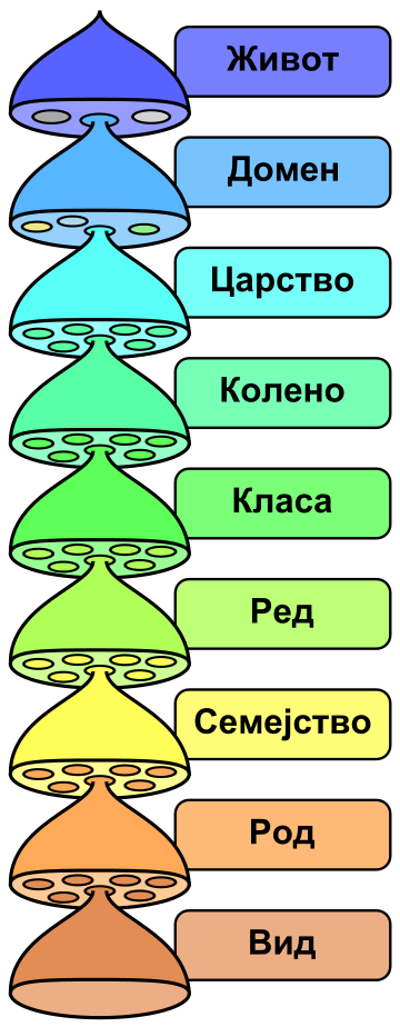 File:Biological classification L Pengo vflip mk.svg