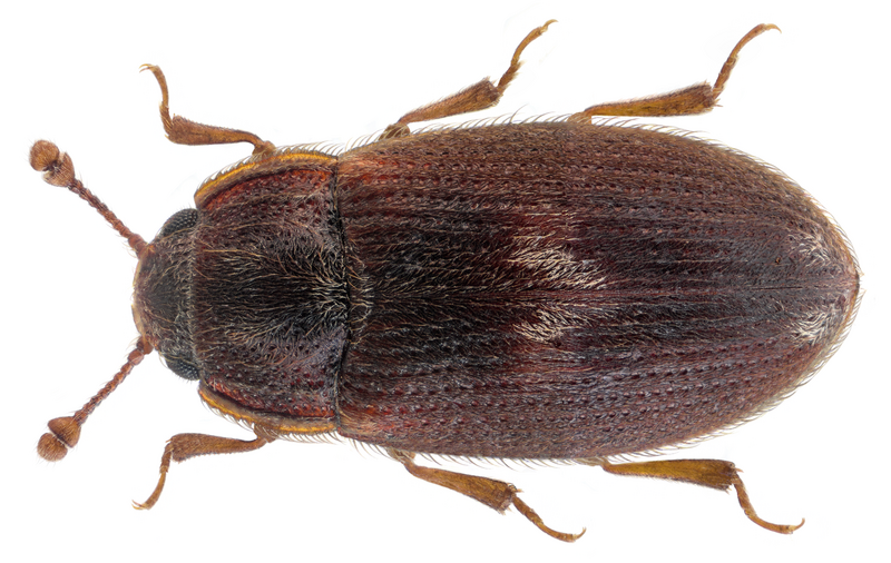 File:Biphyllus lunatus (Fabricius, 1787) (27214480267).png