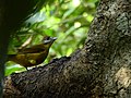 Miniatura para Alophoixus flaveolus