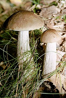 <i>Leccinum scabrum</i> Species of fungus