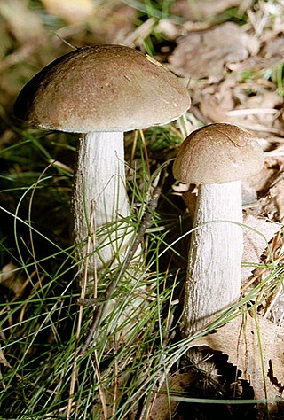 <i>Leccinum scabrum</i> Species of fungus
