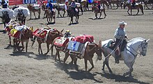 photo d'une chaîne de mulets exploité par le United States Forest Service et participant au défilé des Bishop Mule Days.