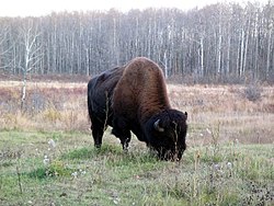 A bison chewing on grass