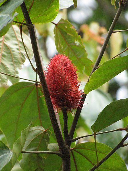 File:Bixa orellana fruit(1).jpg