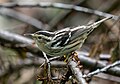 * Nomination Black-and-white warbler --Rhododendrites 21:23, 18 May 2024 (UTC) * Critique requise