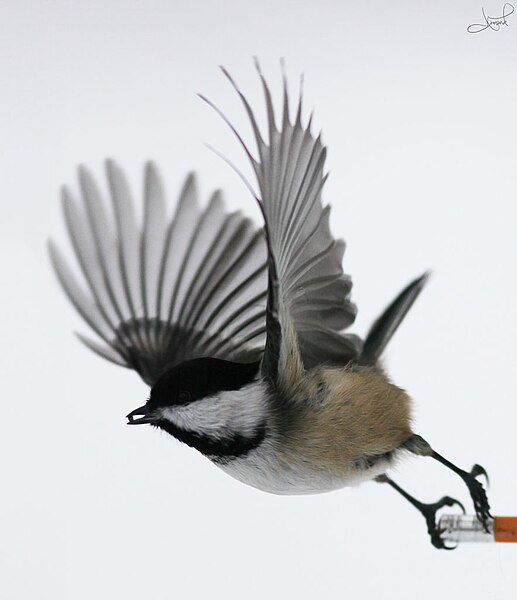 File:Black-capped Chickadee, Stoney Swamp, Nepean, Ontario (6814278963).jpg