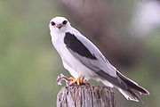 Black-shouldered Kite Sandy Hollow.jpg