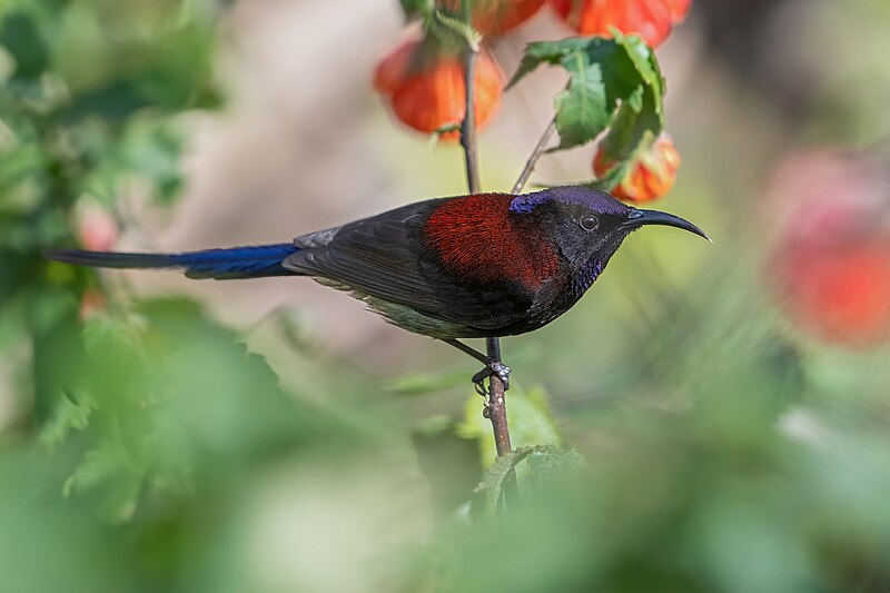 File:Black-throated-Sunbird.jpg