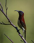 Black-throated Sunbird (8249229694).jpg