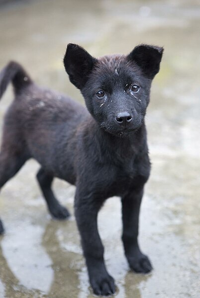 File:Black puppy in Bhutan.jpg