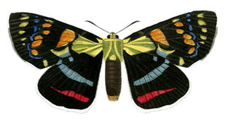 <i>Agarista</i> (moth) Genus of moths