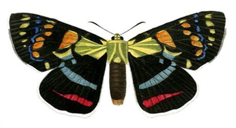 Agarista (moth)