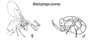 <i>Blastophaga</i> Genus of wasps