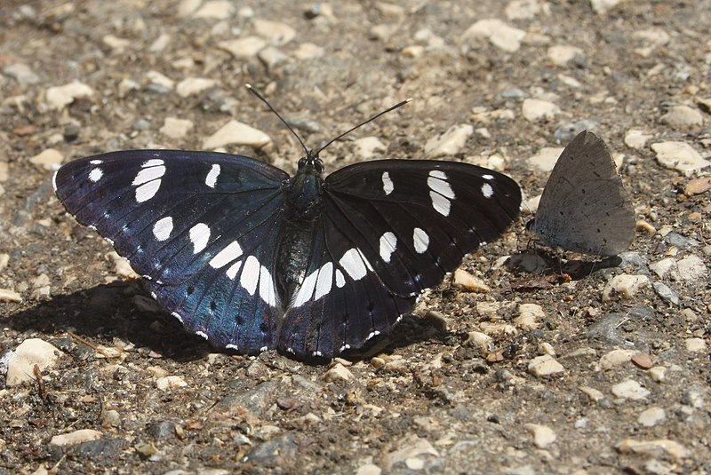 File:Blauschwarze Eisvogel (Limenitis reducta) & Faulbaum-Bläuling (Celastrina argiolus).JPG