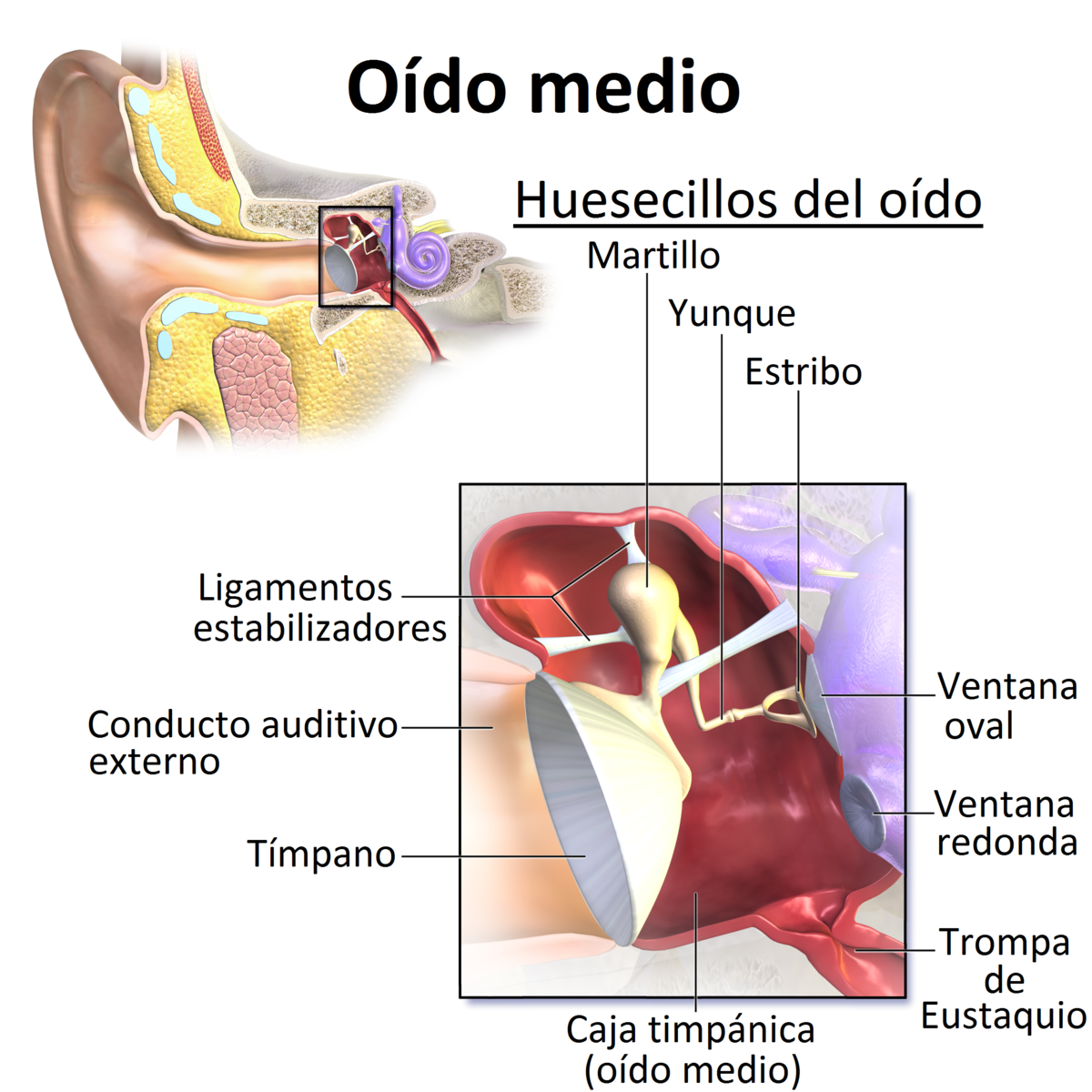 Chicle neumonía Usual Oído medio - Wikipedia, la enciclopedia libre