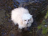 Toy Poodle aged 16 still has an active life