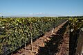 Bodega chakana viñedo camino.jpg