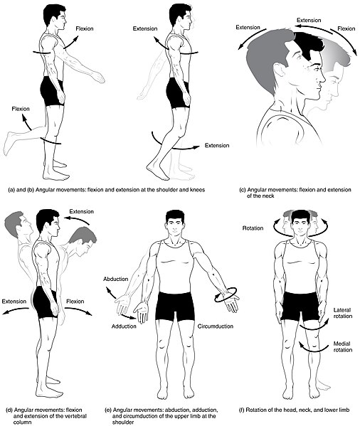 File:Body Movements I.jpg