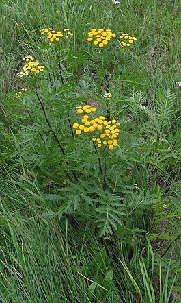 265px-Boerenwormkruid_in_berm.jpg