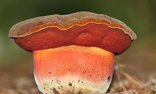 Boletus erythropus