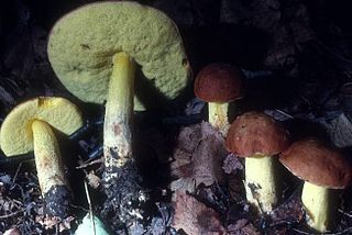 <i>Hemileccinum subglabripes</i> Species of fungus