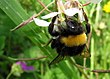 בומבוס האדמה (Bombus terrestris) משחרת על מצליבים