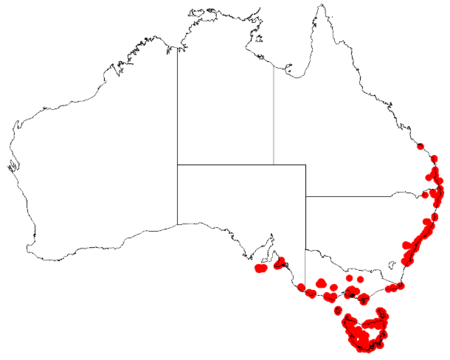 Boronia parviflora