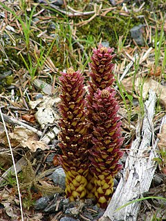 <i>Boschniakia</i> A genus of flowering plants belonging to the broomrape family