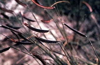 <i>Bouteloua gracilis</i> Species of grass