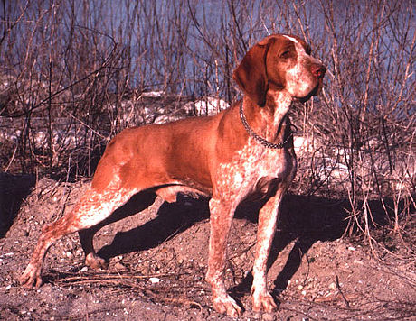 Braco-italiano