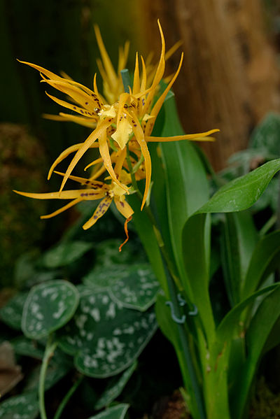 File:Brassada Orange Delight 1001 Orchids.jpg