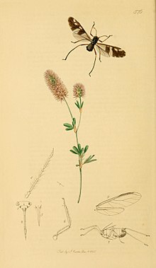 Britaniya entomologiyasi 7-jild (Jon Kertis) Plitasi 576.jpg