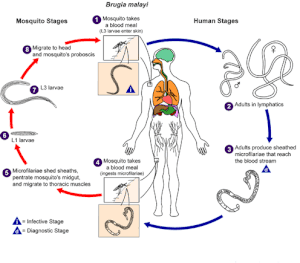 Morfologia della Brugia Malayi