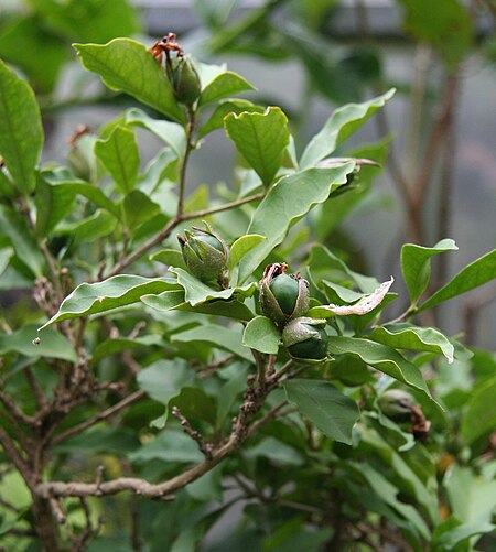 Tập_tin:Brunfelsia_uniflora_fruits2.jpg