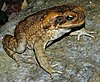 Cane toad, Bufo marinus