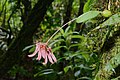 Bulbophyllum melanoglossum