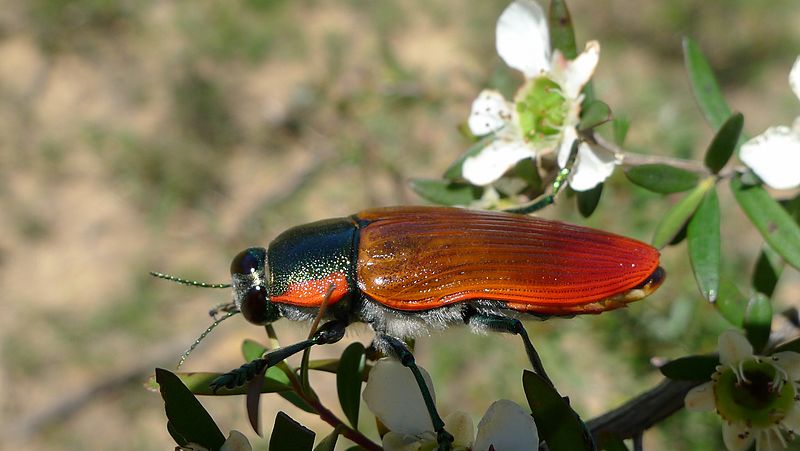 File:Buprestid N (11220844076).jpg