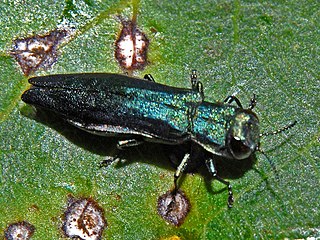 <i>Agrilus suvorovi</i> Species of beetle