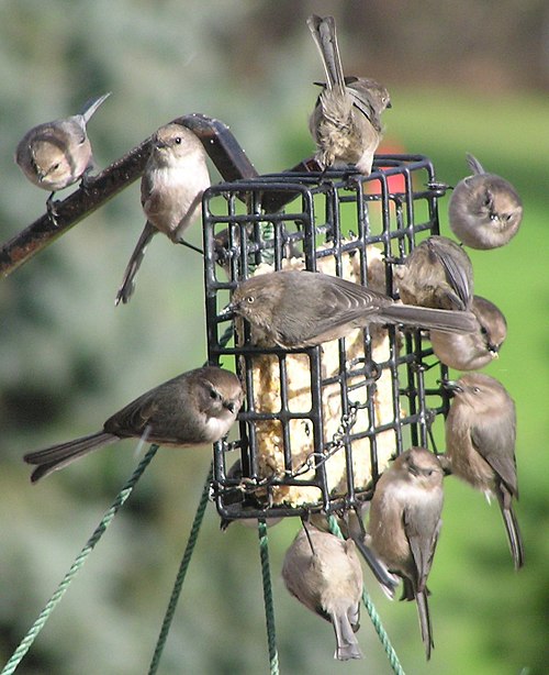 Bushtits eating suet from a bird feeder