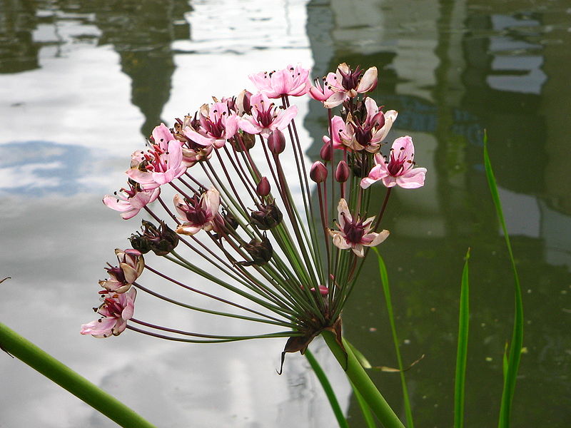 File:Butomus umbellatus (2005 08 08).jpg