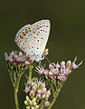 Butterfly Common Blue - Polyommatus icarus 3.jpg